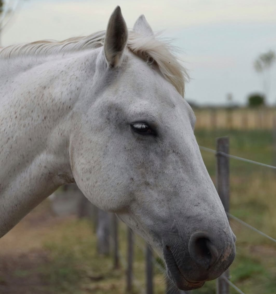ARMAF CABALLO 3.4